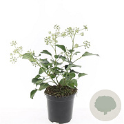 Hedera hel. 'Arborescens' GM C1.3