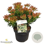 Pieris jap. 'Temple Bells' 30-40 cm 5,0L struik