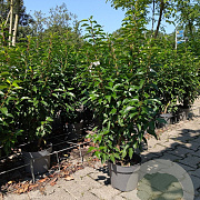 Prunus l. 'Angustifolia' 60-80 cm 4,0L