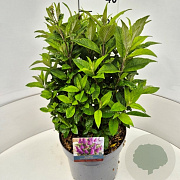Buddleja d. B. Candy Little Cerise 30 cm 10L