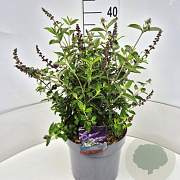 Buddleja Free Petite Blue Heaven 30 cm 10L