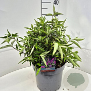 Buddleja Free Petite Tutti Fruitti 30 cm 10L