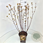 Cornus alba 'Kesselringii' 60-80 cm 10L