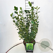 Griselinia littor. Green Horizon 60-80 cm 10L