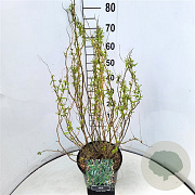 Salix babylonica 'Tortuosa' 60-80 cm 10L