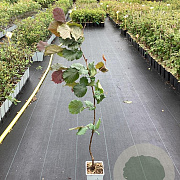 Corylus 'Rode Zellernoot' 60-80 cm P15