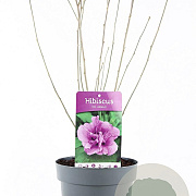 Hibiscus syr. 'Ardens' 40-50 cm 3,0L