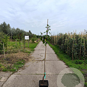 Malus d. 'King of the Pippins' 150-175 cm 10L