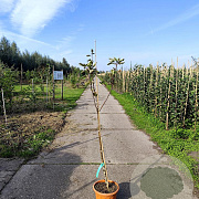 Malus d. 'Rosette' 120-150 cm 7,5L