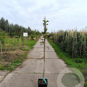 Malus d. 'Sampion' 150-175 cm 10L