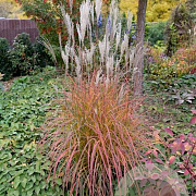 Miscanthus sin. 'Little Miss' GM P9