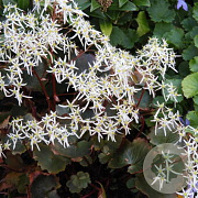 Saxifraga c. fortunei GM P9