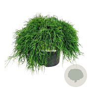 Chamaecyparis p. 'Sungold' 40-50 cm 6L