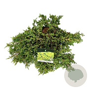 Juniperus comm. 'Lemon Carpet' 50-60 cm 6L