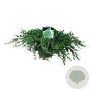Juniperus conferta 'Schlager' 40-50 cm 6L