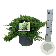 Juniperus procumbens 'Nana' 50-60 cm 6L