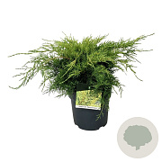 Juniperus pf. 'Pfitzeriana Aurea' 50-60 cm 6L