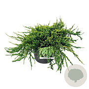 Juniperus squamata 'Holger' 40-50 cm 6L
