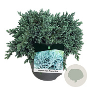 Juniperus squamata 'Tropical Blue' 30-40 cm 6,5L