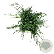 Juniperus virg. 'Grey Owl' 50-60 cm 6L