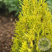 Thuja pl. '4ever' 40-50 cm 6L