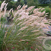 Achnatherum calamagrostis GM P9 BIO