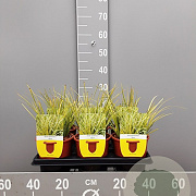 Acorus gramineus 'Ogon' GM P9 BIO