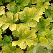 Acanthus mollis 'Hollard's Gold' GM P9 BIO