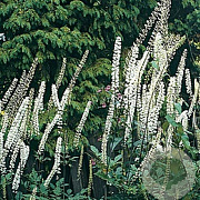Actaea racemosa cordifolia GM P9 BIO