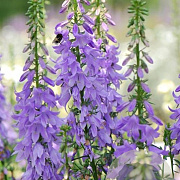 Adenophora 'Gaudi Violet' GM P9 BIO