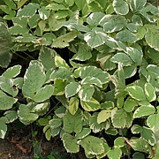 Aegopodium podagraria 'Variegatum' GM P9 BIO