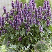 Agastache Beelicious Purple GM P9 BIO
