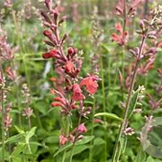 Agastache barberi 'Tangerine Dream' GM P9 BIO