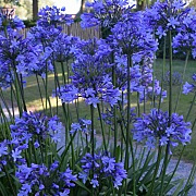 Agapanthus 'Dr Brouwer' GM P9 BIO