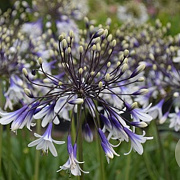 Agapanthus Fireworks GM P9 BIO