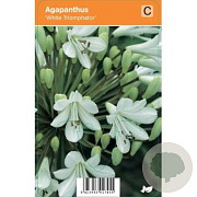 Agapanthus 'White Triumphator' GM P9 BIO