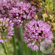 Allium lusitanicum GM P9 BIO