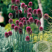 Allium sphaerocephalon GM P9 BIO