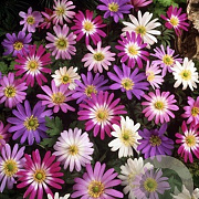 Anemone blanda GM P9 BIO