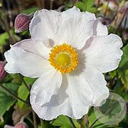 Anemone h. Fantasy Elsa GM P9 BIO
