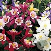 Aquilegia Dragonfly Hybrids GM P9 BIO