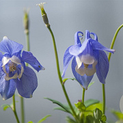 Aquilegia f. 'Ministar' GM P9 BIO