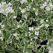 Arabis f.-c. 'Old Gold' GM P9 BIO