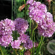 Armeria ps. 'Ballerina Lilac' GM P9 BIO