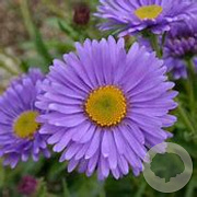 Aster alpinus 'Goliath' GM P9 BIO