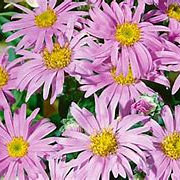Aster amellus 'Rosa Erfüllung' GM P9 BIO