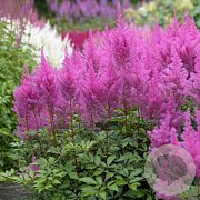 Astilbe (A) 'Gloria Purpurea' GM P9 BIO
