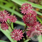 Astrantia maj. 'Claret' GM P9 BIO