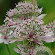 Astrantia maj. 'Florence' GM P9 BIO