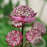 Astrantia 'Moulin Rouge' GM P9 BIO